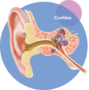 Cochlea
